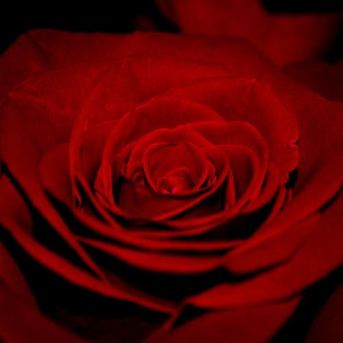 Photo #3792322