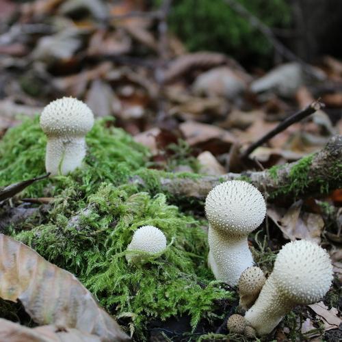 Photo #3792982