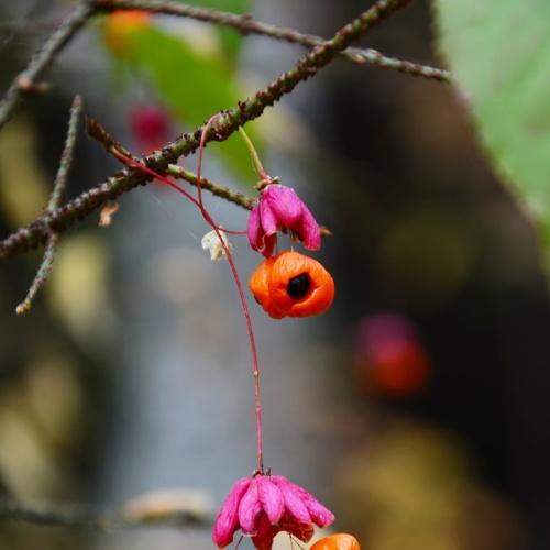 Photo #3795568