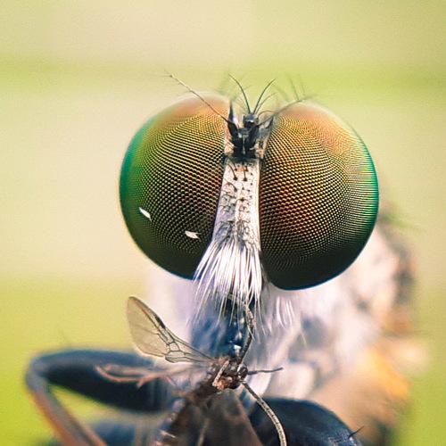 Photo #3796179