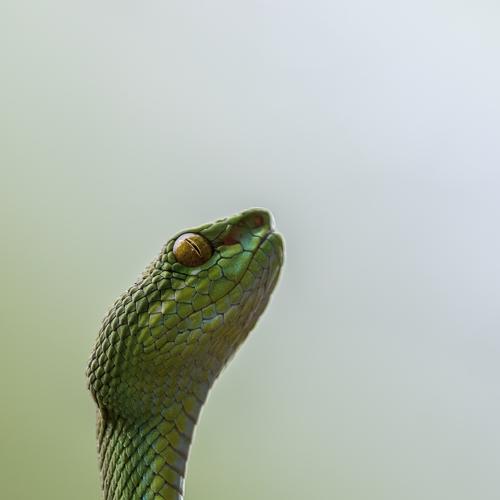 Green Phantom