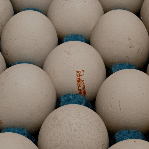 Photo #3801561