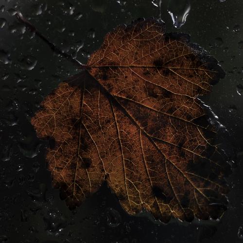 Beautiful fall