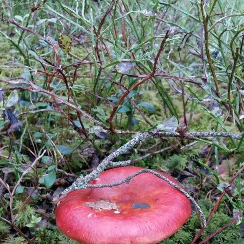 Photo #3803430