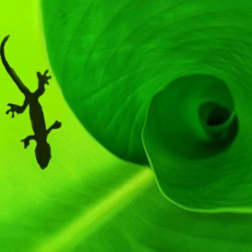 Shadow on green