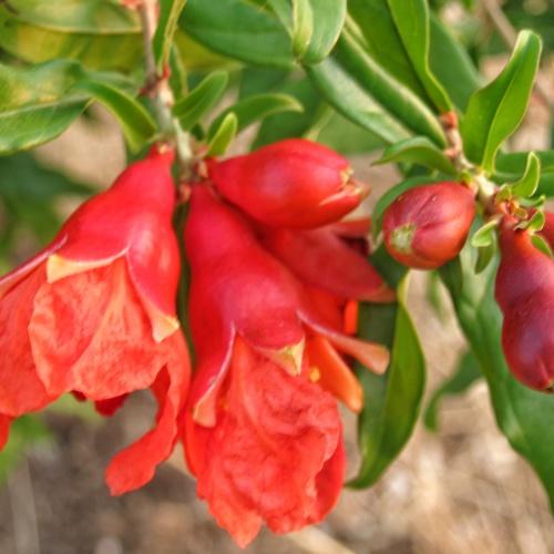 Growing pomegranates