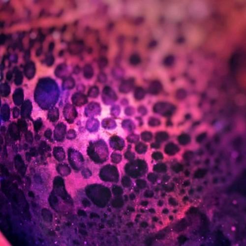 Photo #3808433
