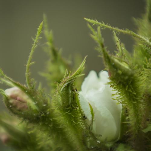 Photo #3808509