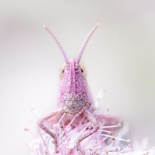 Ballerina