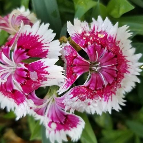 Dianthus with raindrops