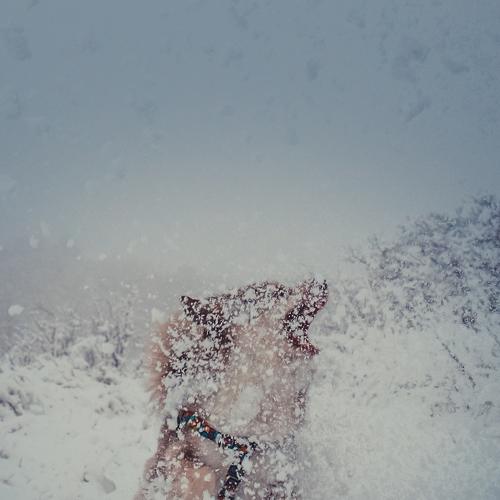 Photo #3817938