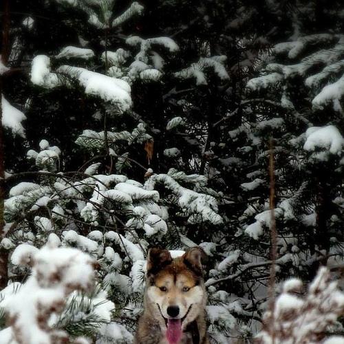Зимняя сказка