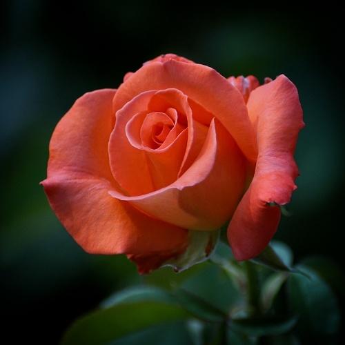 Photo #3821981