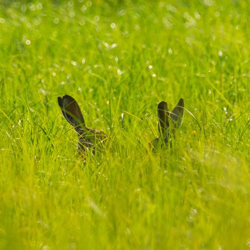 European hares (Lepus europaeus)