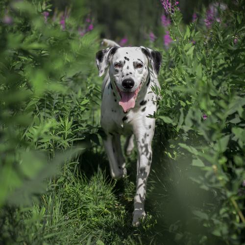 Photo #3822206