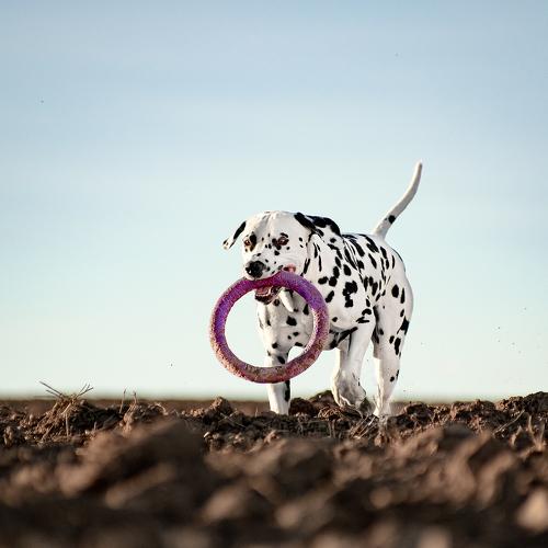 Photo #3822262