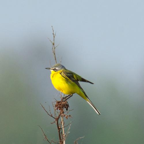Western Yellow Wagtail (Motacilla flava)