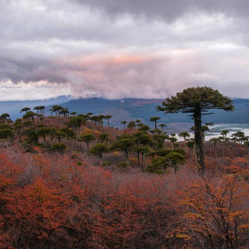 Red autumn in Araucania
