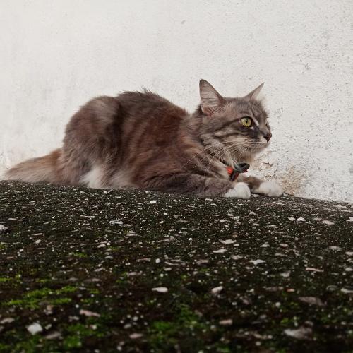 This cat is so pretty.
