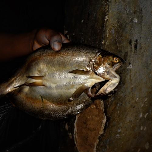 Photo #3833953