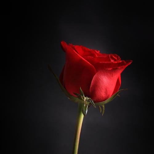 Photo #3834006