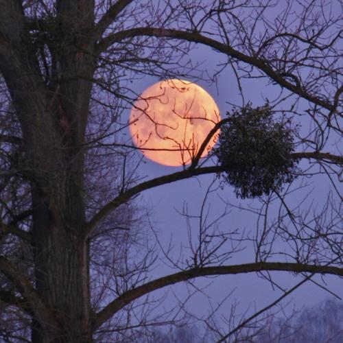 Photo #3835278
