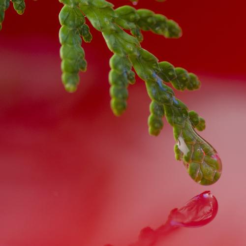 Red water