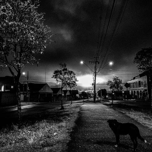 Apocalyptic dog