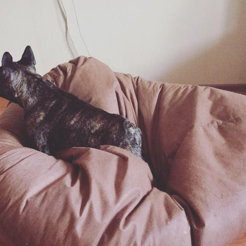 Photo #3844488