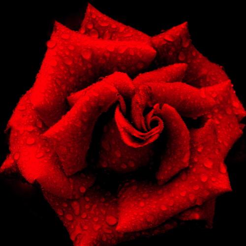 Photo #3848810
