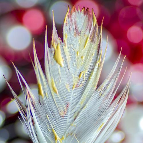feather in red