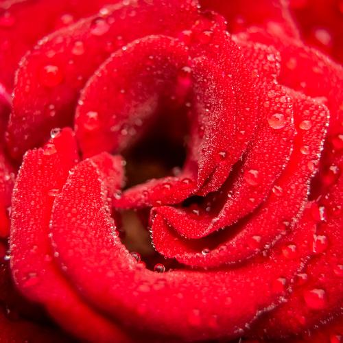 Photo #3850597