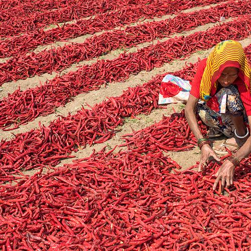 Red Chilli