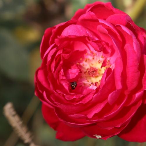 Photo #3851850