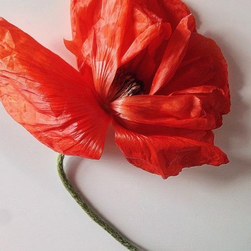 Photo #3854280