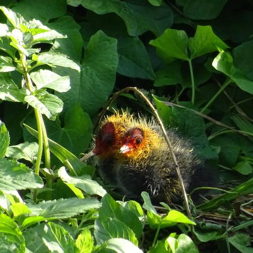 Two baby coots in the rising sun waiting for their parents