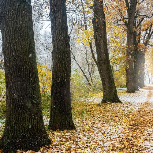 "Первый снег"