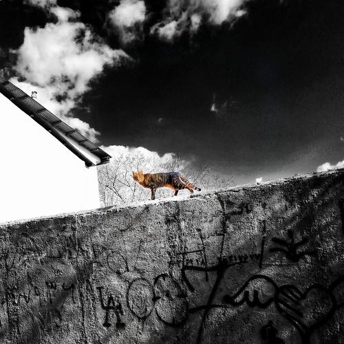 Photo #3858160
