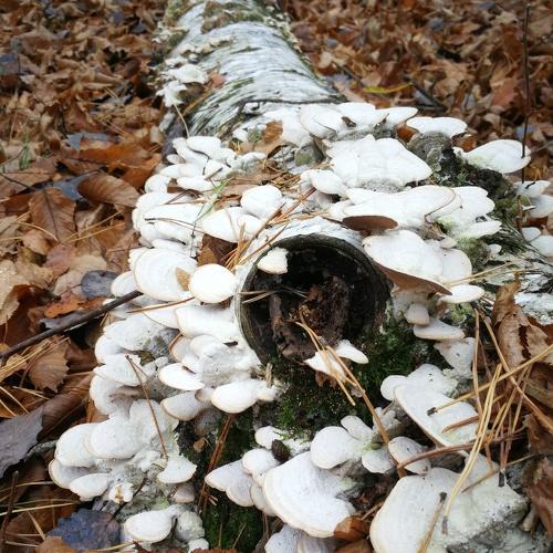 Photo #3862953