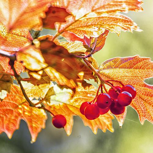 калина красная. калина вызрела...