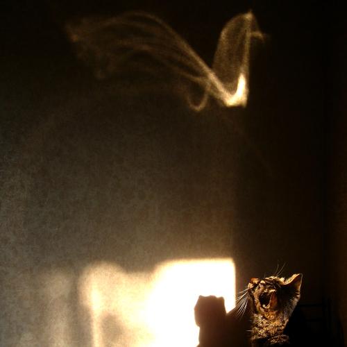 Photo #3871021