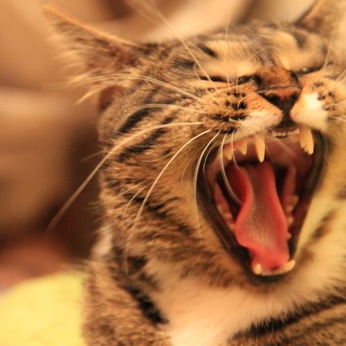 Photo #3871037