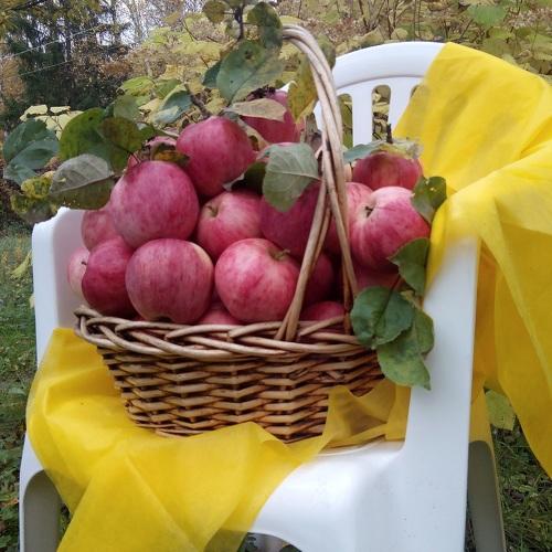 Photo #3873010