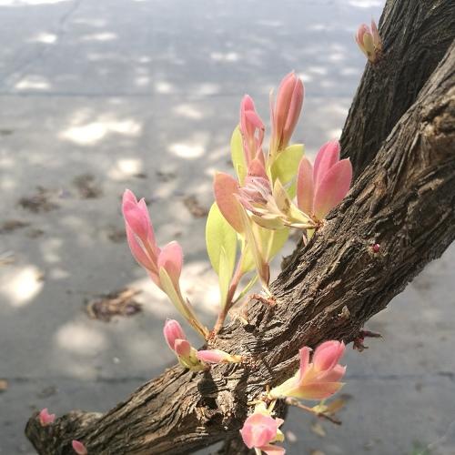 Life triumphs