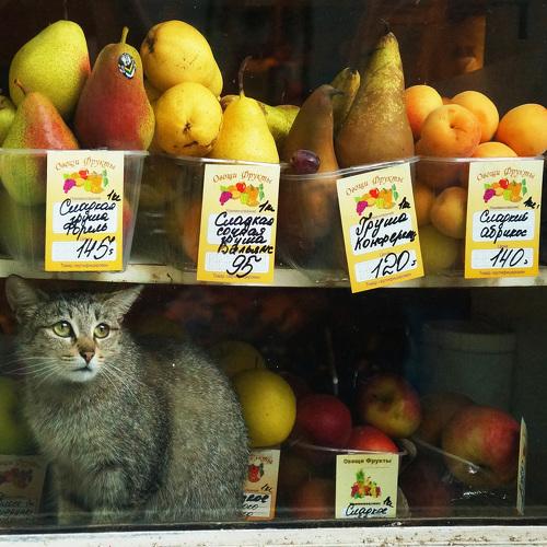 Photo #3874456