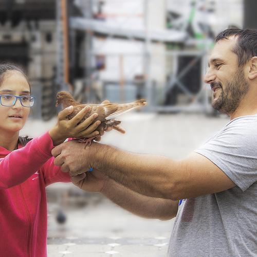 Pigeon love