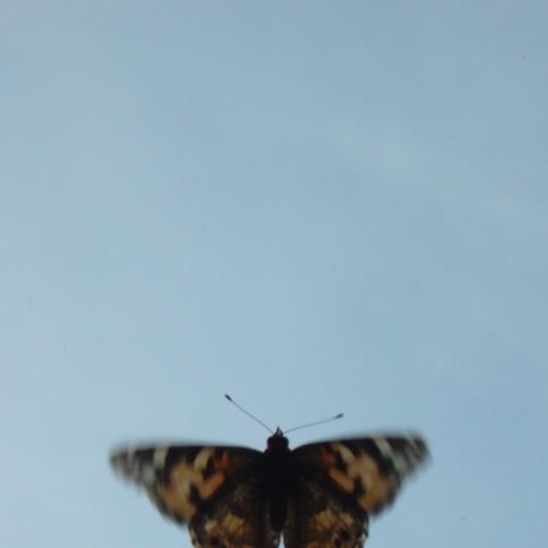 Photo #3879954