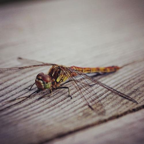 Photo #3880005