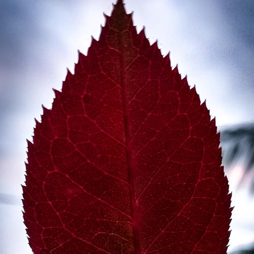 Photo #3881039