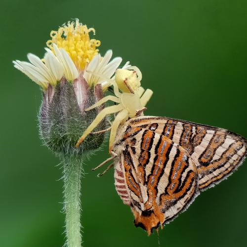 Photo #3882233